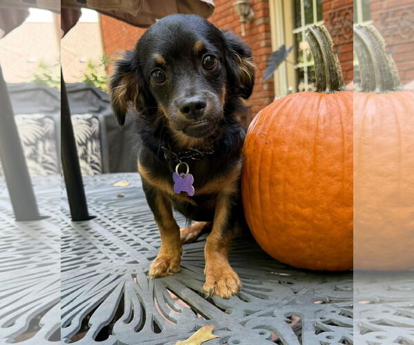 Medium Photo #3 Cavalier King Charles Spaniel-Dachshund Mix Puppy For Sale in Cookeville, TN, USA