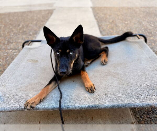 Medium Photo #4 German Shepherd Dog-Huskies  Mix Puppy For Sale in San Diego, CA, USA