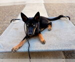 Small #3 German Shepherd Dog-Huskies  Mix