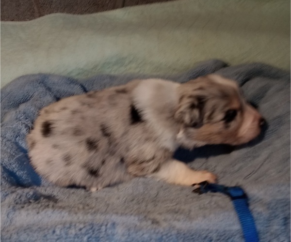 Medium Photo #6 Australian Shepherd Puppy For Sale in SYLVA, NC, USA