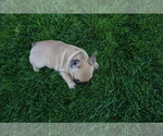 Small Photo #10 French Bulldog Puppy For Sale in LOUISVILLE, CO, USA