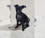 Small Photo #8 Chihuahua-Unknown Mix Puppy For Sale in McKinney, TX, USA