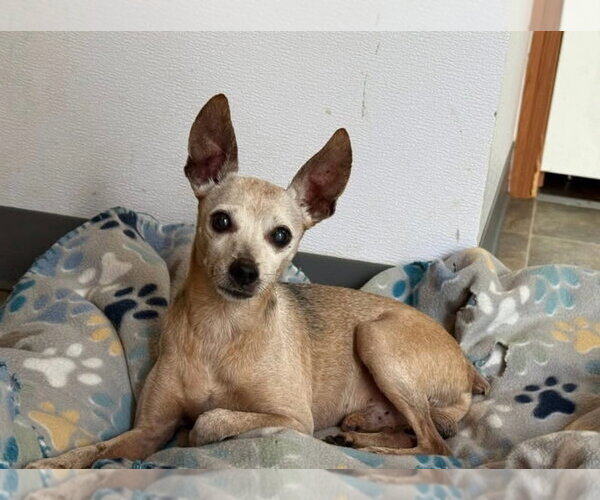 Medium Photo #1 Chihuahua-Unknown Mix Puppy For Sale in oakland, FL, USA