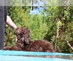 Small #31 ShihPoo