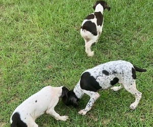 German Shorthaired Pointer Puppy for Sale in ENTERPRISE, Alabama USA