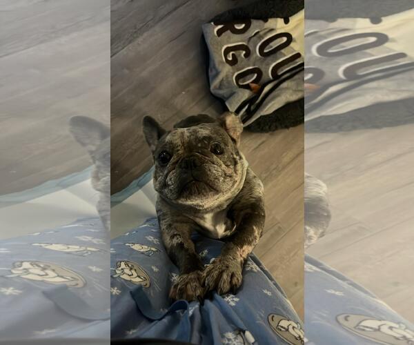 Medium Photo #3 French Bulldog Puppy For Sale in Oakley , CA, USA