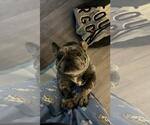 Small #2 French Bulldog