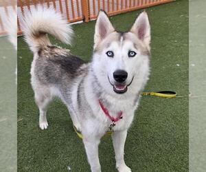 Siberian Husky-Unknown Mix Dogs for adoption in Las Vegas, NV, USA