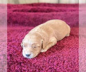 Goldendoodle (Miniature) Puppy for sale in WITHEE, WI, USA