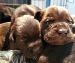 Small Photo #8 Cane Corso Puppy For Sale in MOORESVILLE, NC, USA
