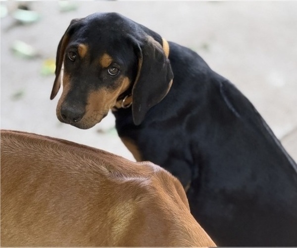 Medium Photo #2 Labrador Retriever-Rhodesian Ridgeback Mix Puppy For Sale in FRESNO, CA, USA