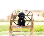 Small Photo #1 Schnoodle (Miniature) Puppy For Sale in WARSAW, IN, USA