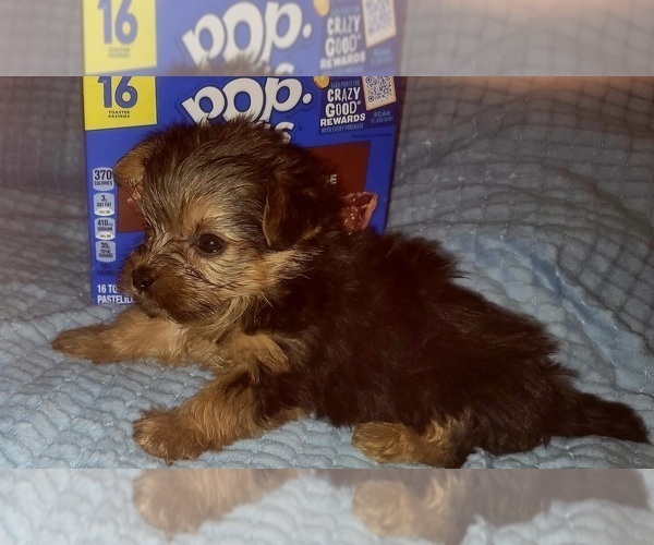 Medium Photo #317 Yorkshire Terrier Puppy For Sale in AKRON, OH, USA