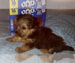Small Photo #317 Yorkshire Terrier Puppy For Sale in AKRON, OH, USA