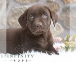 Small Photo #1 Labrador Retriever Puppy For Sale in MIFFLINTOWN, PA, USA