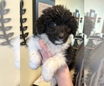Small Aussiedoodle