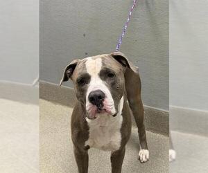 American Pit Bull Terrier-Unknown Mix Dogs for adoption in Las Vegas, NV, USA
