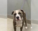 Small American Pit Bull Terrier Mix
