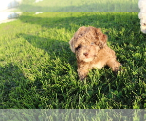 Poodle (Toy) Puppy for sale in EVART, MI, USA