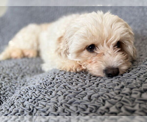 Medium Photo #3 Cavachon Puppy For Sale in St. Louis Park, MN, USA