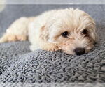 Small #2 Cavachon