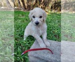 Small Photo #1 Bordoodle Puppy For Sale in COPPERAS COVE, TX, USA