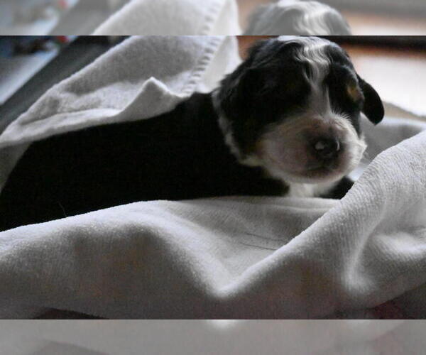 Medium Photo #23 Bernedoodle Puppy For Sale in ELMWOOD, IL, USA
