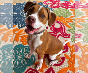 American Pit Bull Terrier-Unknown Mix Dogs for adoption in Germantown, OH, USA