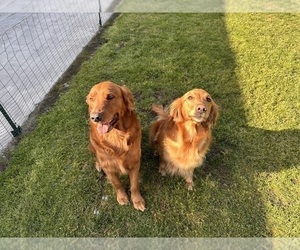 Father of the Golden Retriever puppies born on 03/19/2025