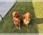 Small Photo #1 Golden Retriever Puppy For Sale in FRESNO, CA, USA