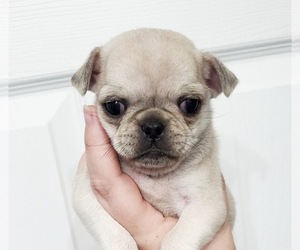Pug Puppy for sale in BRIDGETOWN, OH, USA