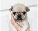 Small Photo #1 Pug Puppy For Sale in BRIDGETOWN, OH, USA