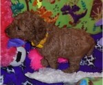 Small Photo #12 Poodle (Standard) Puppy For Sale in CLATSKANIE, OR, USA