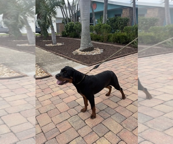 Medium Photo #3 Rottweiler Puppy For Sale in SATELLITE BEACH, FL, USA