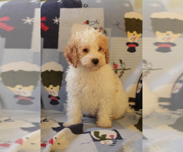 Medium Photo #16 Goldendoodle (Miniature) Puppy For Sale in MILWAUKEE, WI, USA