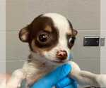Small Photo #3 Chihuahua Puppy For Sale in Raleigh, NC, USA