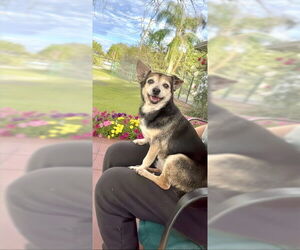 Maria Camila - Female Chihuahua-Unknown Mix Dog for Adoption - Photo #11