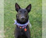 Small #11 German Shepherd Dog-Whippet Mix