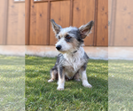 Small Photo #2 Mutt Puppy For Sale in PIPE CREEK, TX, USA