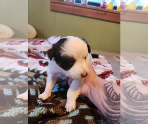 Australian Cattle Dog-Miniature American Shepherd Mix Puppy for sale in WHITE SALMON, WA, USA