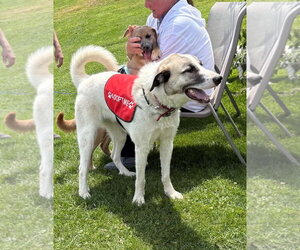 Anatolian Pyrenees Dogs for adoption in Croydon, NH, USA