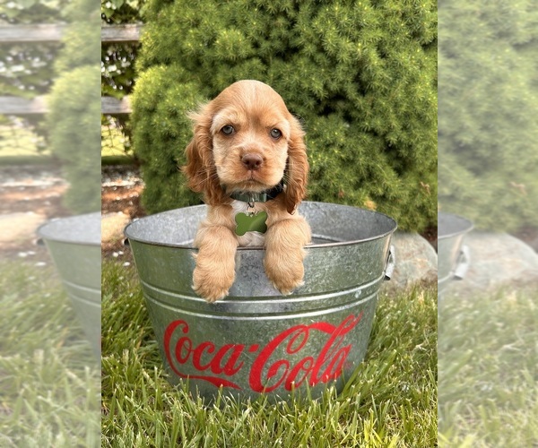 Medium Photo #1 Cocker Spaniel Puppy For Sale in MIDDLEBURY, IN, USA