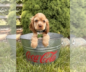 Cocker Spaniel Puppy for sale in MIDDLEBURY, IN, USA