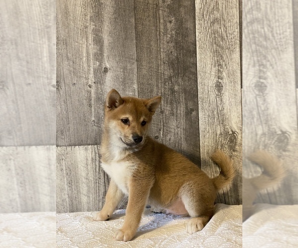 Medium Photo #5 Shiba Inu Puppy For Sale in CANOGA, NY, USA