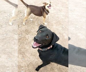 Mastador Dogs for adoption in Peralta, NM, USA