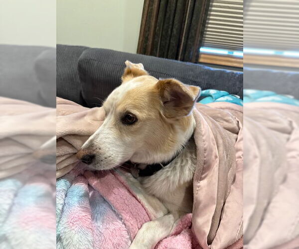 Medium Photo #1 Siberian Husky-Unknown Mix Puppy For Sale in Minneapolis, MN, USA