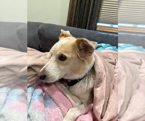 Siberian Husky-Unknown Mix Dogs for adoption in Minneapolis, MN, USA