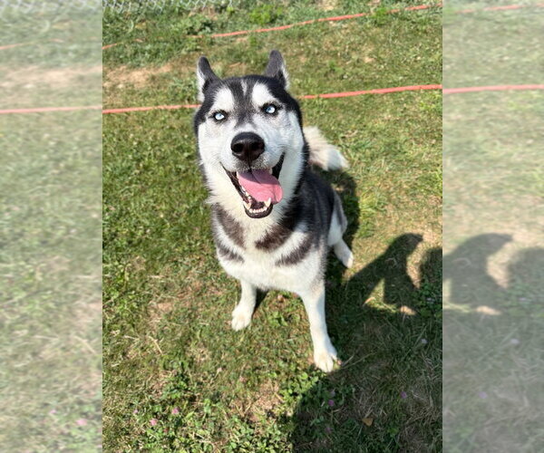 Medium Photo #2 Siberian Husky Puppy For Sale in Pierceton , IN, USA