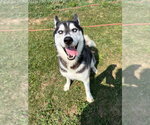 Small #1 Siberian Husky