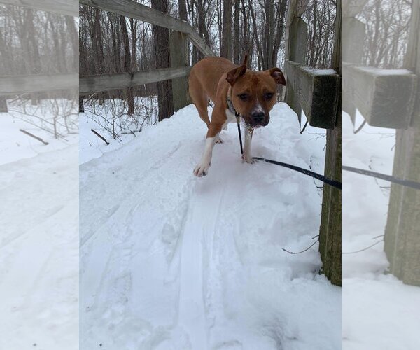 Medium Photo #14 American Pit Bull Terrier-Unknown Mix Puppy For Sale in Lockport, NY, USA